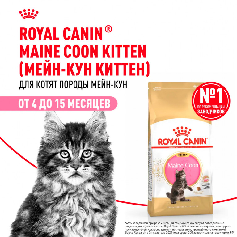 Royal Canin Kitten Мaine Coon Сухой корм для котят Мейн-кун: 4-12 месяцев Royal Canin Kitten Мaine Coon Сухой корм для котят Мейн-кун: 4-12 месяцев
